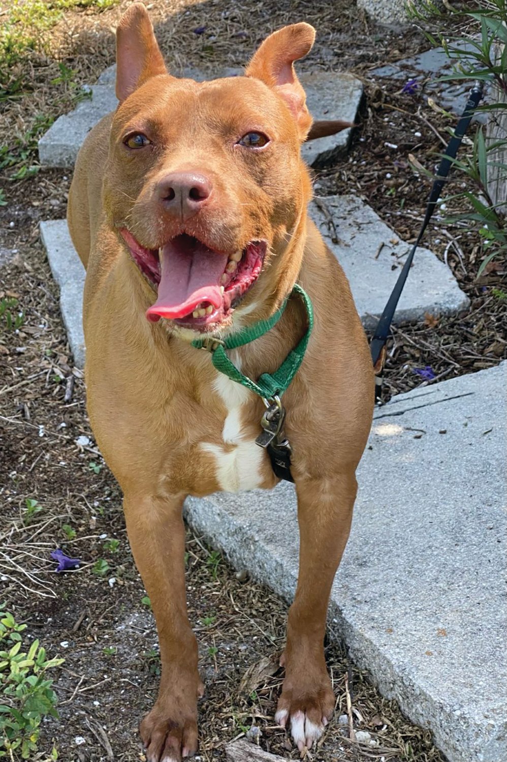 Jovi is not too big, not too small, but is just right.  Check out her smile. Jovi is 6 years old.
